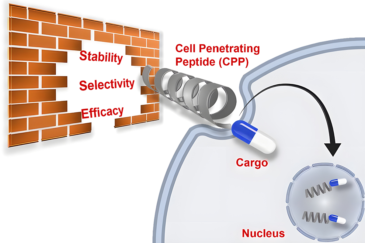 Custom Peptide Synthesis — Design Strategy for CPP